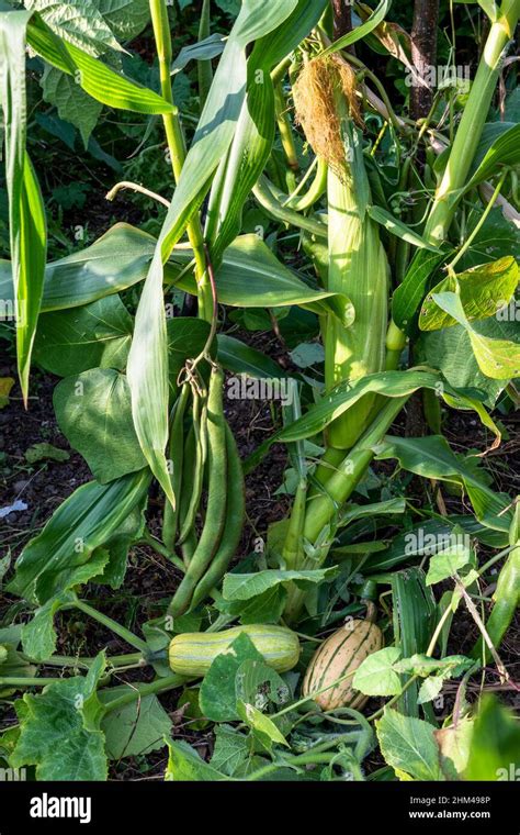 maize and squash farming.